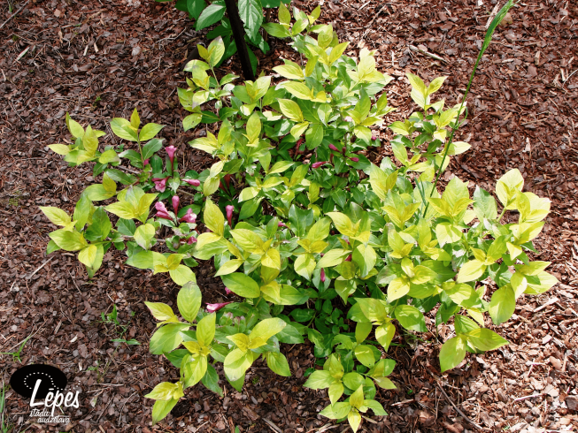 Weigela   CAPPUCCINO = 'Verweig2'